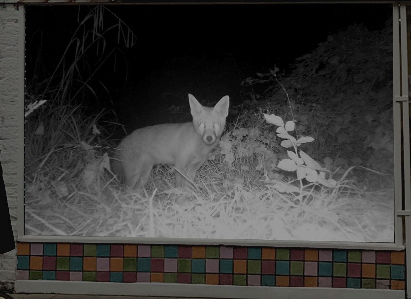 Member <a href="/jackbrownwork/">jack brown</a> is exhibiting work in Chester centre, a collaboration with #CheshireWildlifeTrust, the film will project glimpses of foxes, badgers, mice, hedgehogs, deer and beavers. Launching Feb 19-March.🙌
 
Read the article by <a href="/standardchester/">Chester Standard</a>  bit.ly/34OhI4t