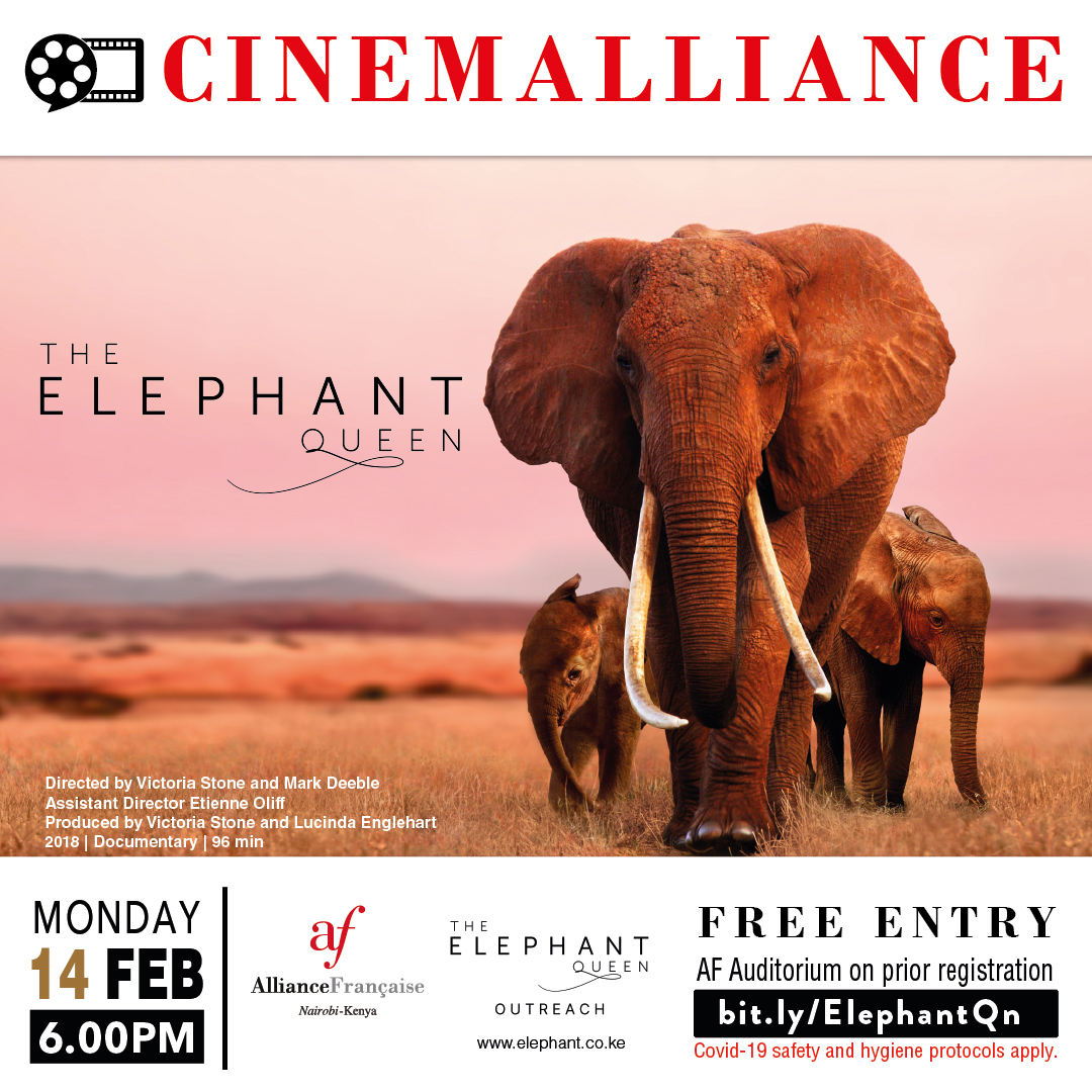 A date with The Elephant Queen @TEQMovie next Monday <a href="/AFNairobi/">AFNairobi</a> A one off screening of this acclaimed documentary filmed in the greater Tsavo-Amboseli ecosystem.  <a href="/KWSKenya/">Kenya Wildlife Service</a> <a href="/magicalkenya/">Kenya Tourism Board</a> #savethetembo #elephants
