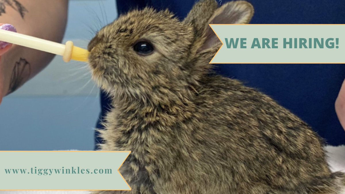 Tiggywinkles tweet media