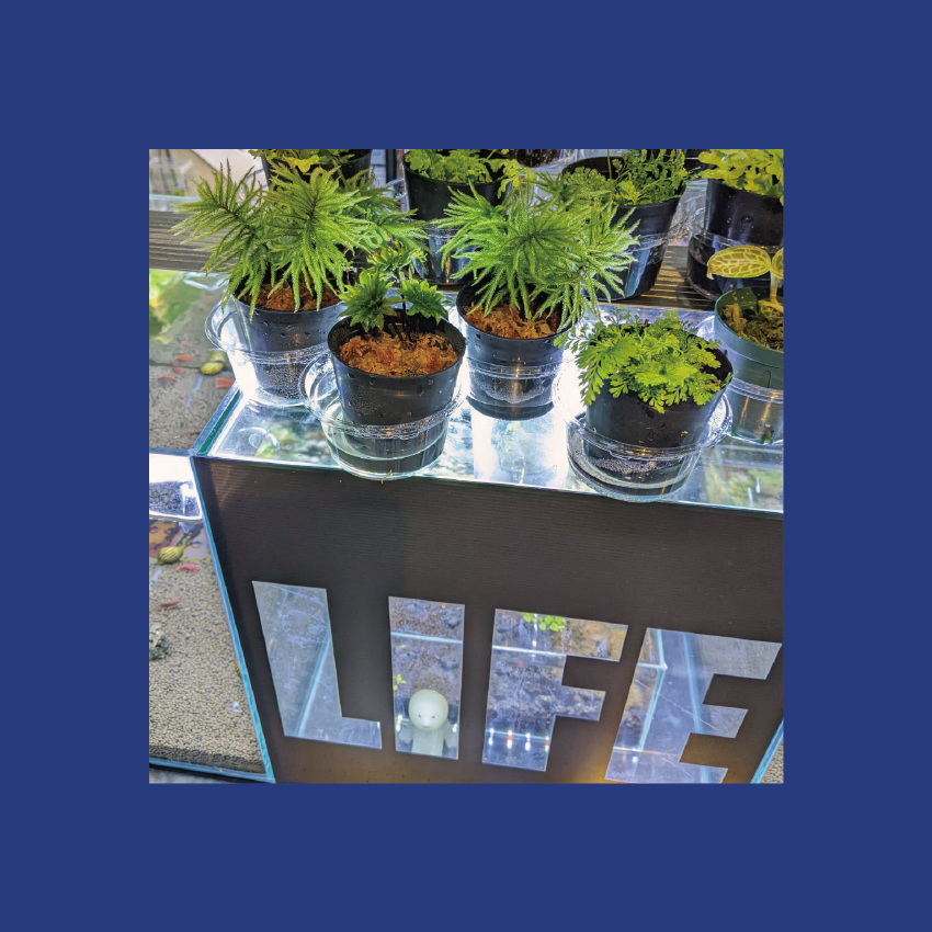 両国メダカセンター Greenｗ Life 緑 みどり みどりのある暮らし 改良メダカ カラーシュリンプ メダテリア 墨田区 両国 水槽レイアウト Medaka Medakafish Ricefish メダカ えび めだか飼育 めだ活 めだかのいる暮らし