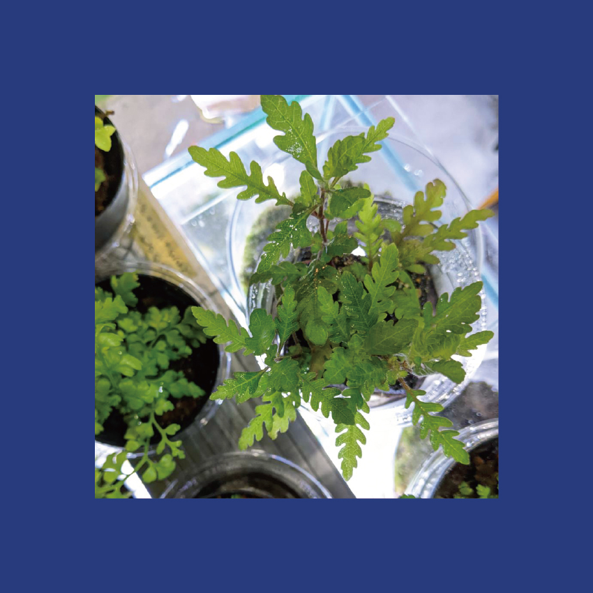 両国メダカセンター Greenｗ Life 緑 みどり みどりのある暮らし 改良メダカ カラーシュリンプ メダテリア 墨田区 両国 水槽レイアウト Medaka Medakafish Ricefish メダカ えび めだか飼育 めだ活 めだかのいる暮らし