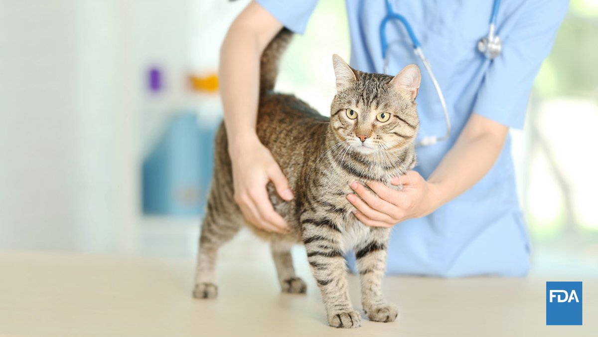 US_FDA's tweet image. #DYK heartworm disease in cats is a bit different than in dogs?   

Find out when it might be time to get your cat tested. go.usa.gov/xtVrc

#NationalCatHealthMonth