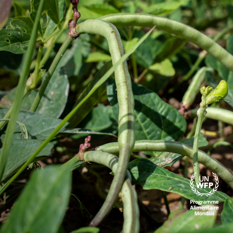 WFP_Mali's tweet photo. 🇲🇱 Très populaire en Afrique de l’Ouest, le niébé est un haricot très #nutritif. En 2021, le PAM a appuyé 45,000 exploitants agricoles #mali-ens dont 44% de femmes👩🏿🌾à améliorer leur production de légumineuses, dont le niébé.
#Journeemondialedeslegumineuses
#worldpulsesday2022 https://t.co/a9s0NgsENb