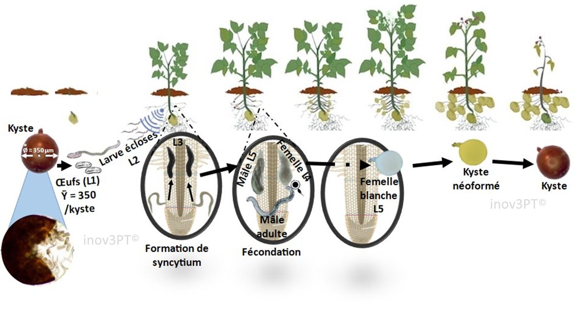 BrunoNgala's tweet photo. Luring J2s out of encysted eggs is promissing as sustanable alternatives to soil fumigants. A comprehensive knowledge of the LC and weather conditions the key to filed success. #LPTF N°639 pp:64-66 showing some promising field studies at
@inov3pt https://t.co/WsQz8Ck790