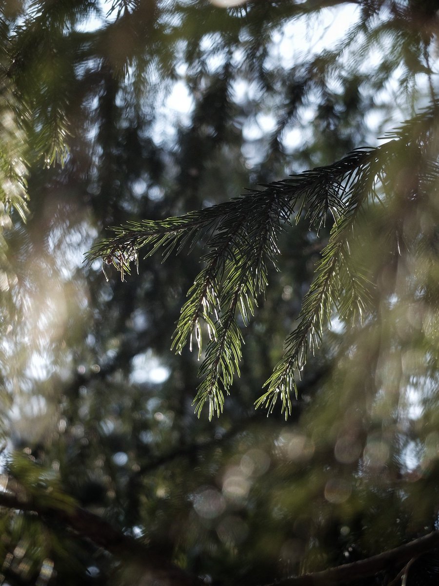 creep_woods tweet media