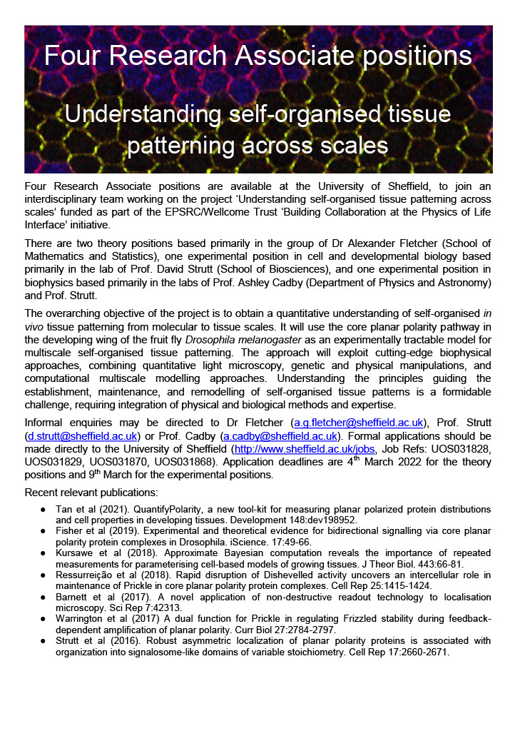 🚨Job alert🚨 4 postdocs available (2 theory 💻, 2 expt 🧪) to work with me, <a href="/struttlab/">David Strutt</a> and <a href="/CadbyLab/">CadbyLab</a> on understanding self-organised tissue patterning across scales! jobs.ac.uk/job/CNA941/res… jobs.ac.uk/job/CNA951/res… jobs.ac.uk/job/CNC520/res… jobs.ac.uk/job/CNC452/res…