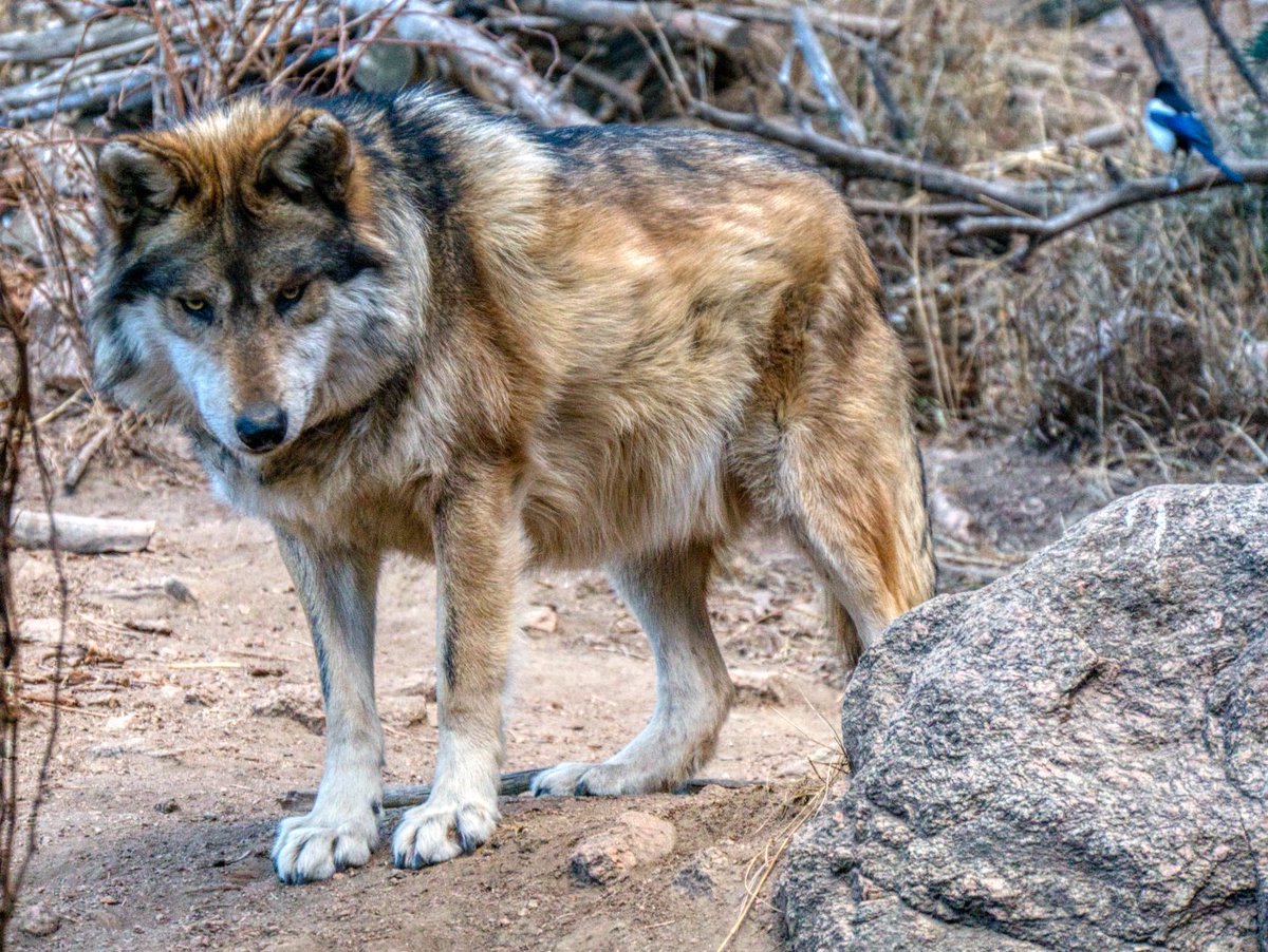 jscherer32's tweet photo. One more photo of a Mexican wolf from Cheyenne Mountain Zoo. I think this is the last of those I have from that trip. Taken 12-28-21. I might have a photo or two of other animals, but the day didn't work out well. I've been trying to sift through and find the best to share. https://t.co/nQrFeKTgvt