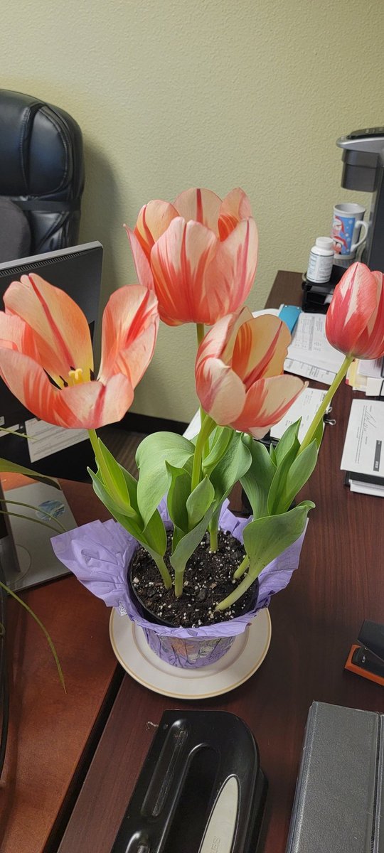 Norma Vega Mystic Dunes Resort Facilities Admon tweet media