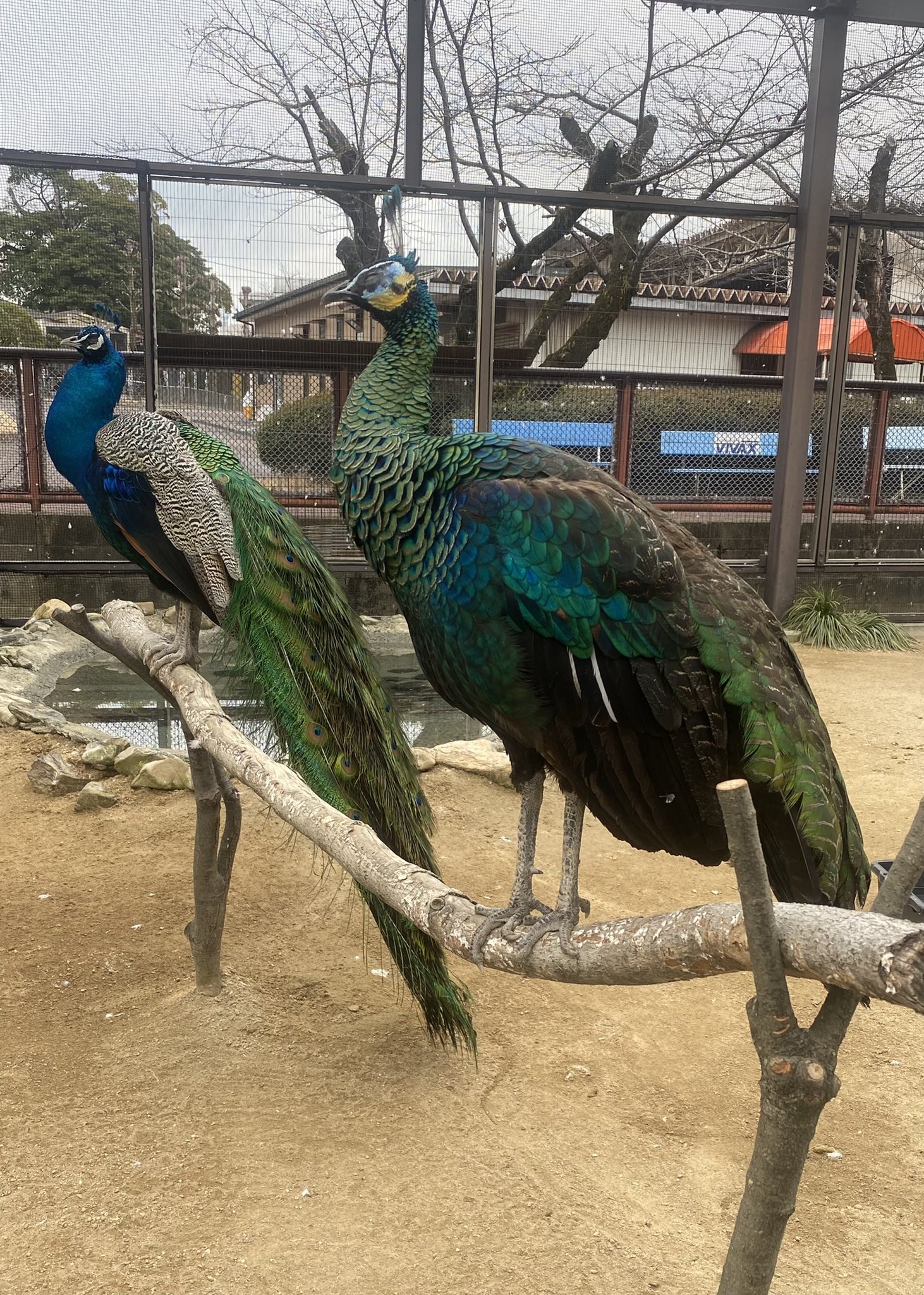周南市徳山動物園 公式 奥はインドクジャクの雄 手前はマクジャクの雌 色や羽の長さなど様々な違いはありますが 同じ姿勢で寝ていました 徳山動物園 インドクジャク クジャク マクジャク 色 羽 違い 同じ T Co Xpadoqqxkd Twitter