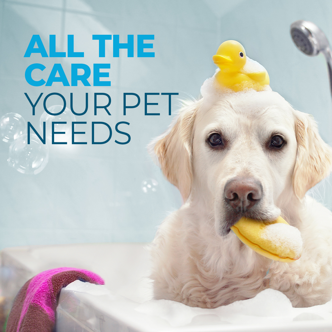 Going to the groomers can cause your pet an endless amount of stress. Doing it yourself can be a watery and hairy hassle. Enter RIZEK’s heroes! We will come to you wherever you are and make sure your pet gets the grooming they need and deserve!