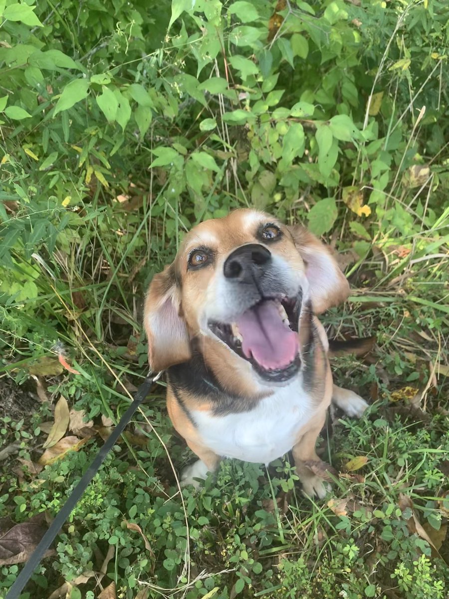 ali_beckman's tweet photo. @dog_rates @Trupanion This is Pete. Very excited for his walk #TrupanionSmiles https://t.co/NrcTE9xsQV