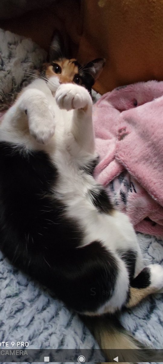 TanithIsis's tweet photo. @rickygervais @PickliciousF My little #rescue girl she has #felineasthma and was abandoned in a park as a kitten in Madrid. Now living her best life 😺 https://t.co/dqhOWPDZoA