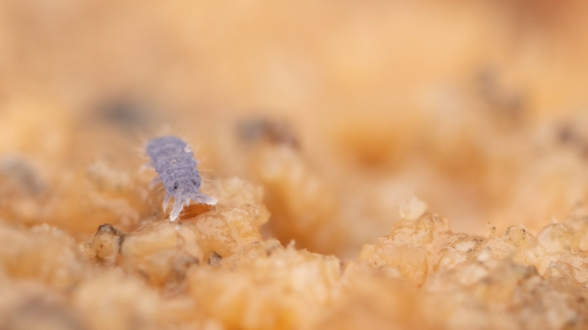 If you thought mummy Neanura muscorum was cute (not all of you did😅) then check out the baby... 😍