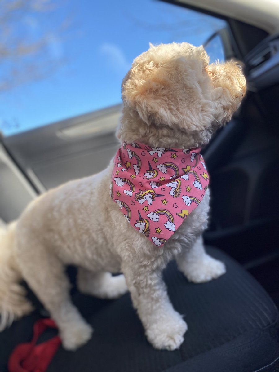 joyceocarroll's tweet photo. Miss Poppy has been to the pamper parlour๐
Fresh wash n blow ๐พ
#DogsofTwittter #dogsofelonelon https://t.co/JOuBFBhq1O