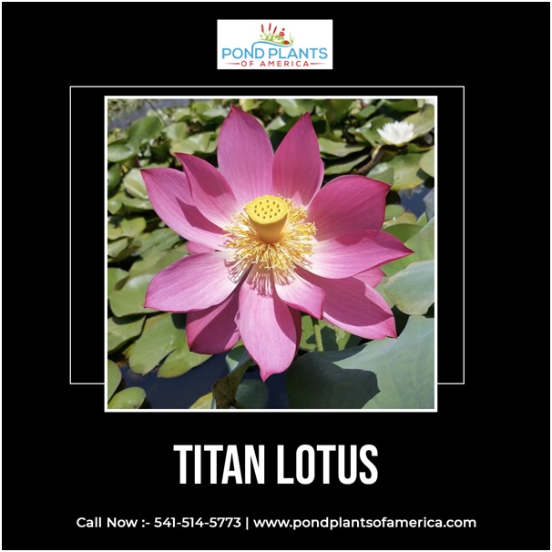 Need one stunning plant then the unbelievable Titan Lotus is it. During Summer its Darkpale red flowers hold their color well and look fabulous as it enjoys the mid to late summer heat
pondplantsofamerica.com/products/titan…
#TitanLotus #lotus #aquaplants #aquaplantsonline #tropicalwaterlily