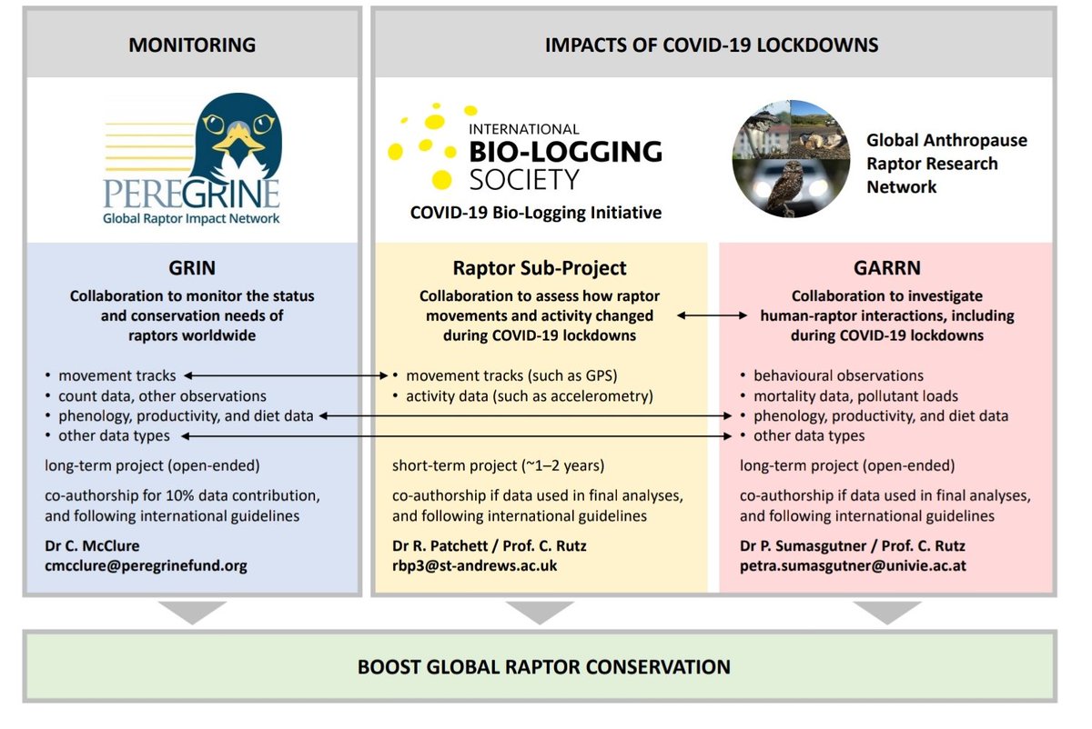 Today we host webinar to inform existing partners on progress made in Raptor Sub-Project of the Bio-logging Initiative. If you host raptor tracking data &amp; are interested to join our global network, pm so we can add you to mailing list <a href="/biologging/">Intl Bio-Logging Soc</a> <a href="/anthroraptors/">Global Anthropause Raptor Research Network (GARRN)</a> <a href="/peregrinefund/">The Peregrine Fund</a>