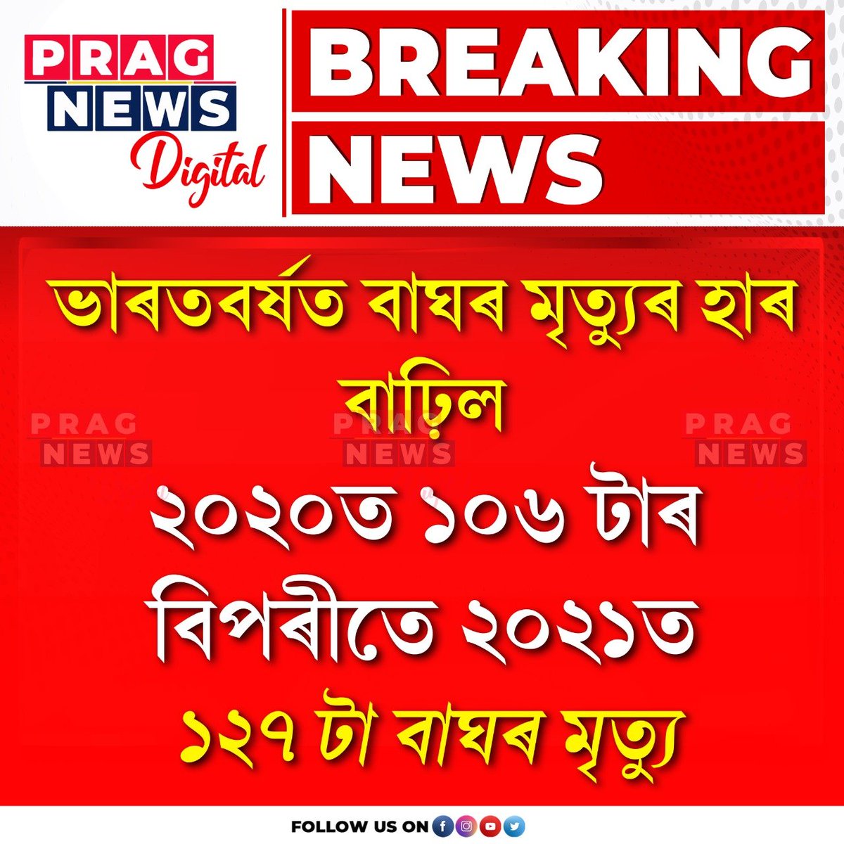 PragNews's tweet photo. #tiger #pragnews #tigercount https://t.co/FZcGrJk4j5