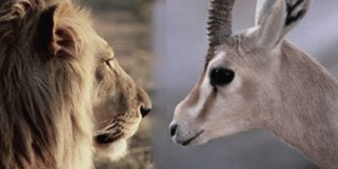 Bir Afrika atasözü derki: Aslan, ceylan, sırtlan ve zebra yan yana koşuyorsa orman yanıyor demektir.