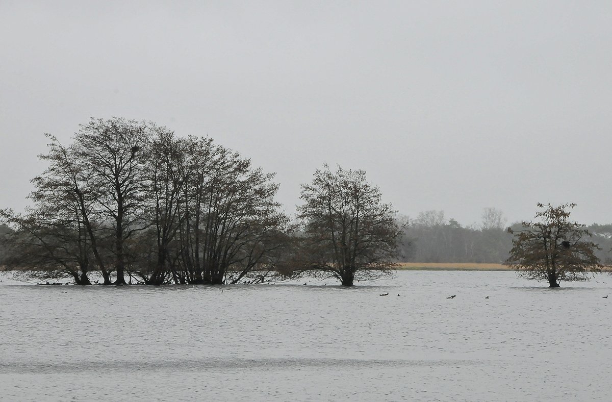 HeijdenJozef's tweet photo. The wetlands of the Flies.
Het water in de #Flaes (488.168 m2) staat de hele winter al hoog. Het is een plaats waar veel (trek)vogels voorkomen.
@BoswachterFrans @waarneming @Sovon @vogelnieuws https://t.co/nMTMU2rCq3