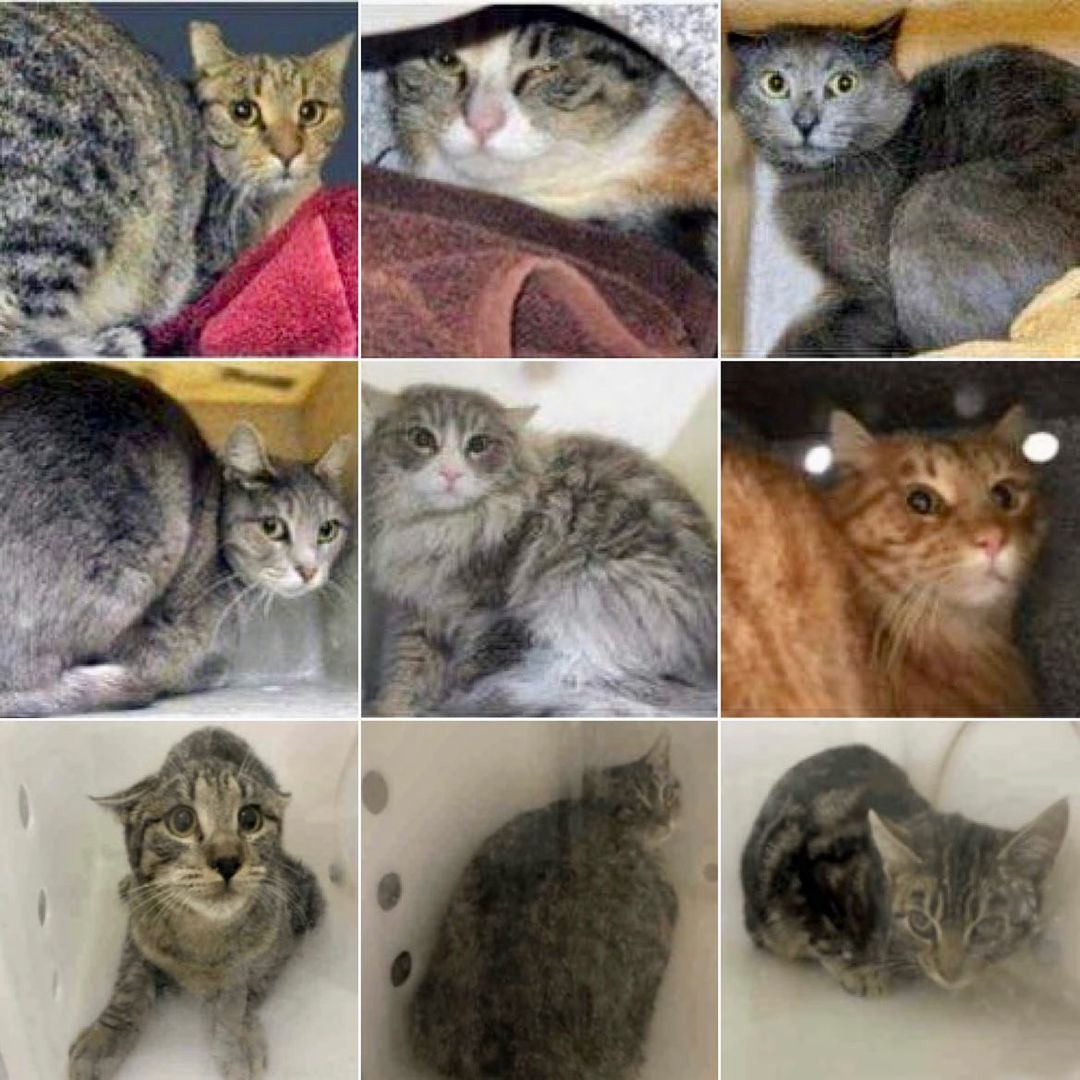 barncatnetwork's tweet photo. Urgent Barns Needed Near San Diego, California!!!

Contact Love Your Feral Felines, you can find info on OP: https://t.co/Jy1pViJURM

#CatsLivesMatter #feralcats #catrescue #California #SanDiego #barnlife https://t.co/DZCGUbPgog