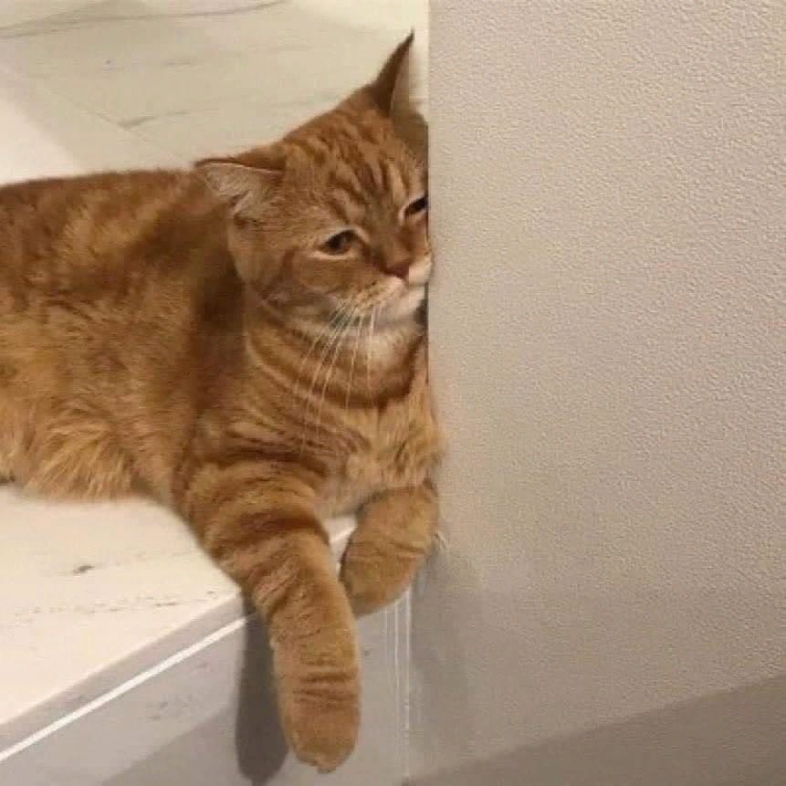 trendvideolarx's tweet photo. Madem sevmiyordu neden öyle miyavladı https://t.co/B09RnFBaUs