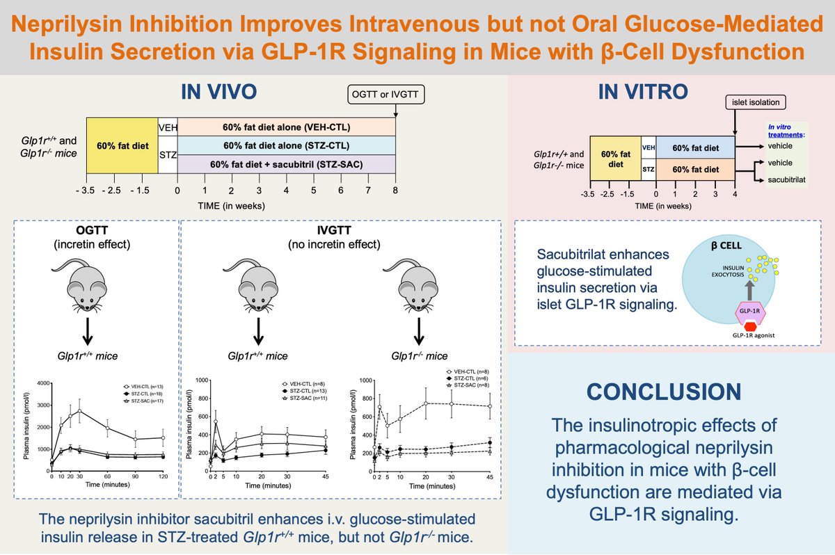 AJP-Endocrinology and Metabolism (@ajpendometab) on Twitter photo #Neprilysin inhibition improves intravenous but not oral glucose-mediated insulin secretion via GLP-1R signaling in mice with beta-cell dysfunction. NEW #ResearchArticle by researchers <a href="/UWMedicine/">UW Medicine</a> <a href="/VAPugetSound/">VA Puget Sound</a> #sacubitril #GLP1 #T2D #insulinsecretion: ow.ly/RHWH50HRHFl #Neprilysin inhibition improves intravenous but not oral glucose-mediated insulin secretion via GLP-1R signaling in mice with beta-cell dysfunction. NEW #ResearchArticle by researchers <a href="/UWMedicine/">UW Medicine</a> <a href="/VAPugetSound/">VA Puget Sound</a> #sacubitril #GLP1 #T2D #insulinsecretion: ow.ly/RHWH50HRHFl