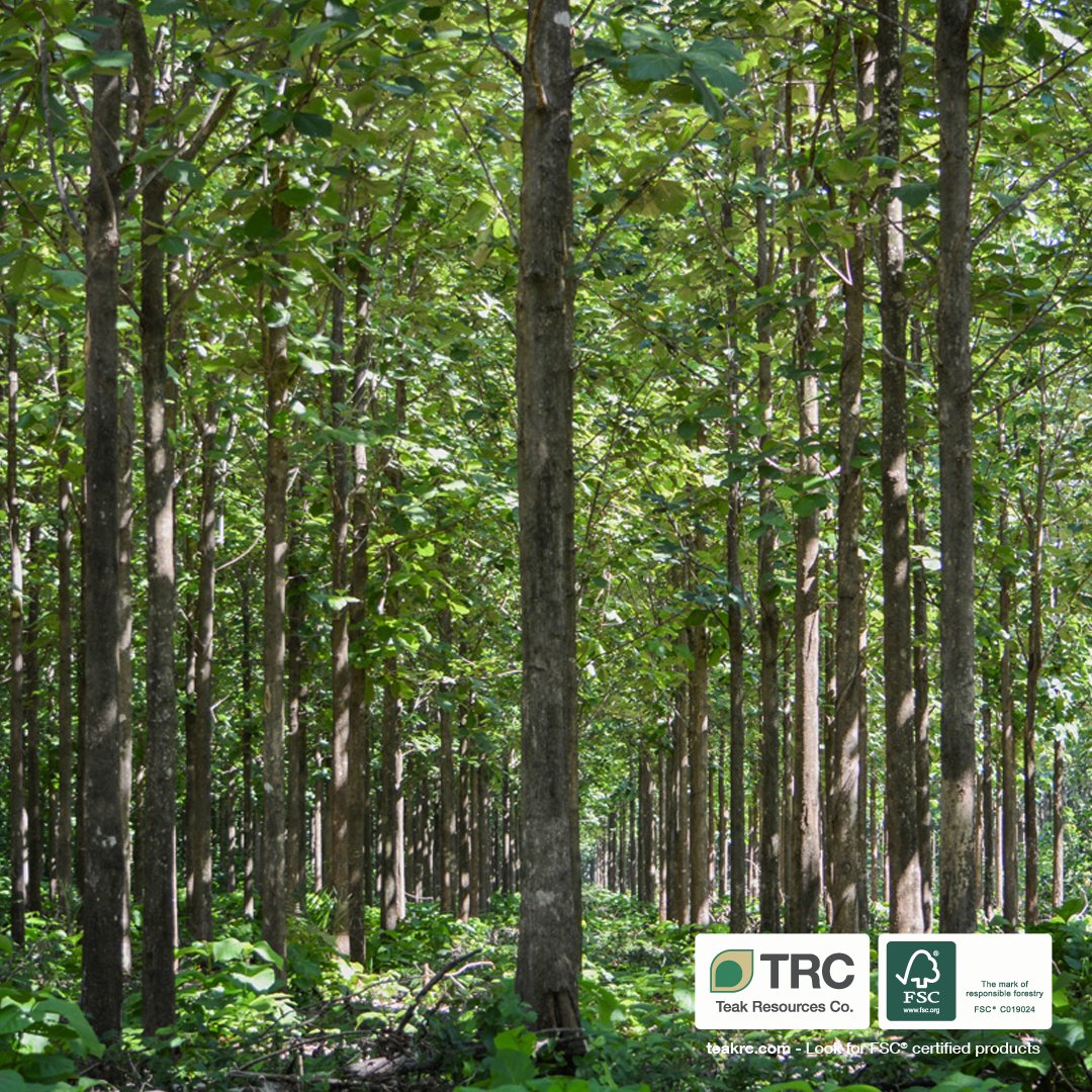 teakrc's tweet photo. The technology of planted forests consists of growing trees with a high carbon sequestration index. #CarbonCredits

→ https://t.co/YBYCPj2yym

#TRC #Teak #WeAreTeak #TeakResourcesCo #FSC #CertifiedProduct #Wood #Teakwood https://t.co/B5hqmqPazD