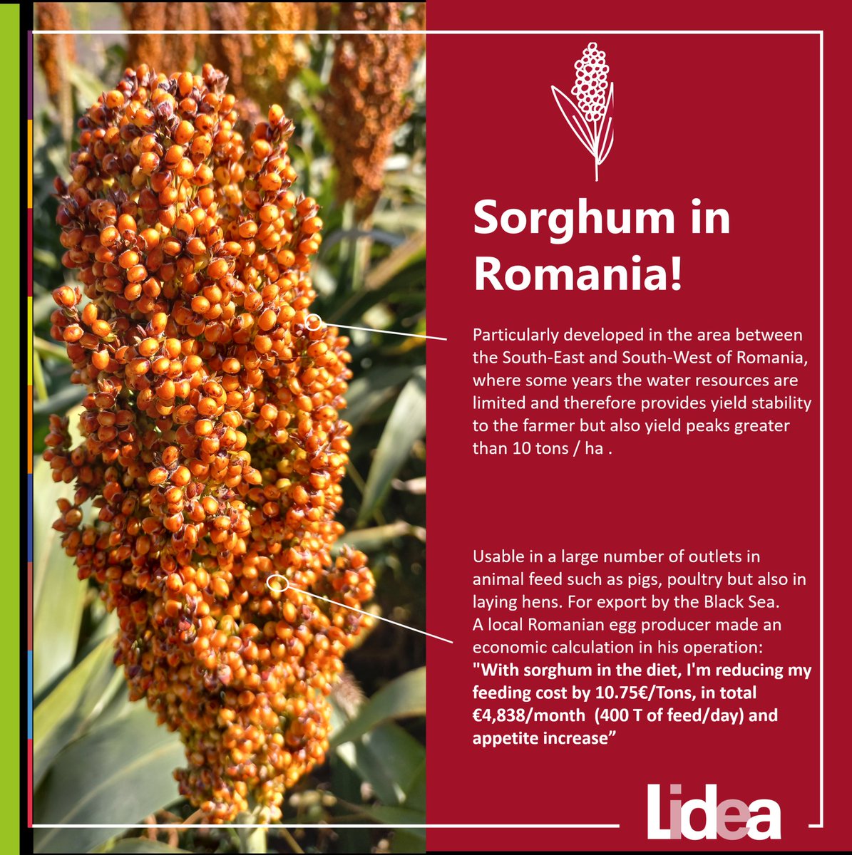 #Sorghum #Sorgho #Copro #Sorgo #Sorg #Cirok #Sorgum #高粱

#Romania 🇷🇴

Lidea Seeds
#APPR
#LayingHens
#AnimalFeed
#Pigs
#Poultry