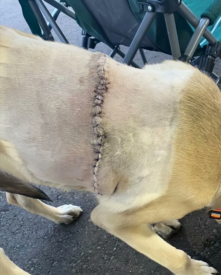 Pilots N Paws tweet media