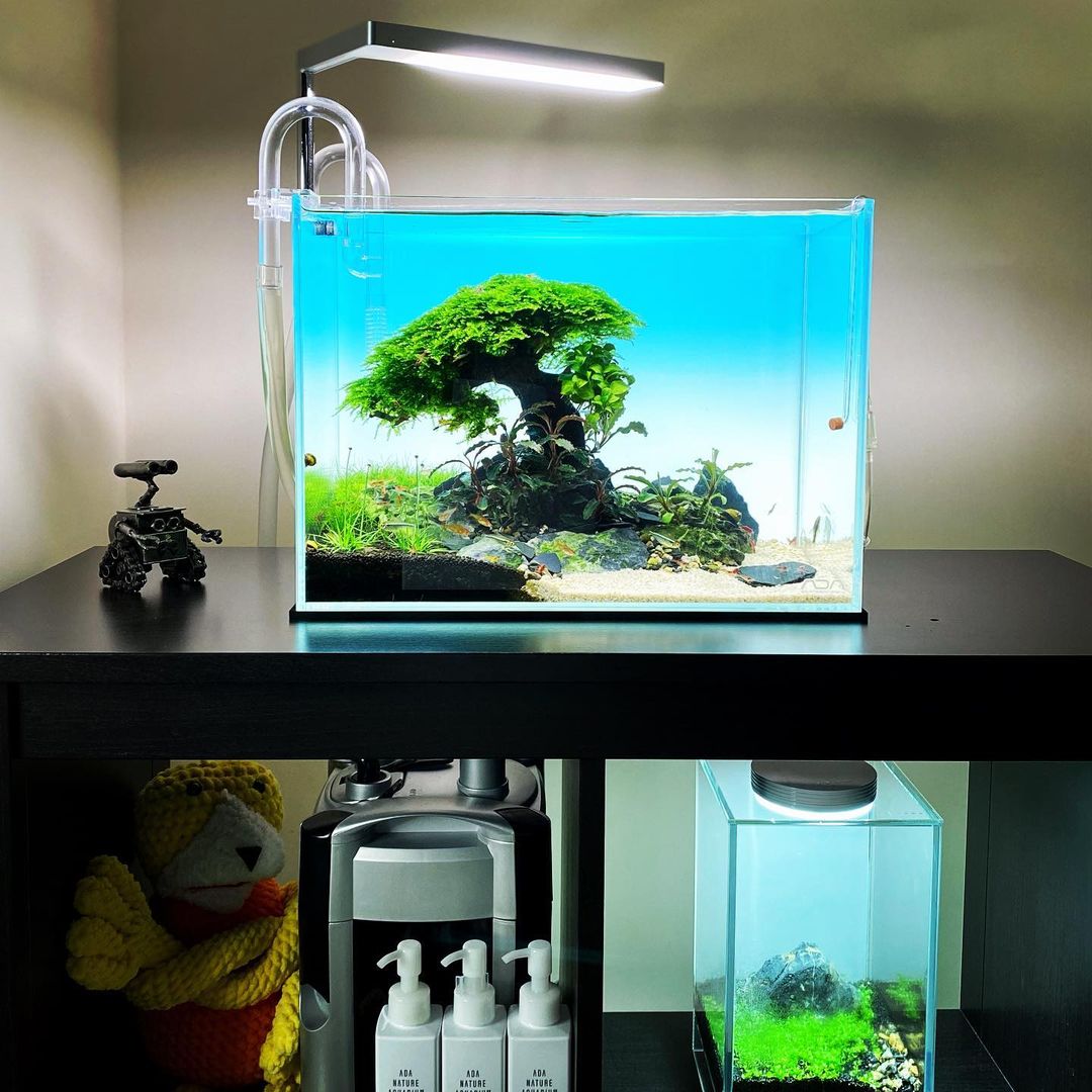 PFKmagazine's tweet photo. Forget aquarium plants, aquarium trees are where it's at! 

Photo: @greenslovaktherapy
#pfk #practicalfishkeeping #aquascaping https://t.co/P7lJ1gWsau