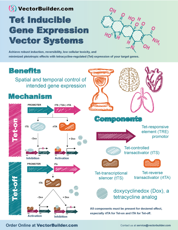 VectorBuilder's tweet photo. Did you catch the video we posted about our #Tet #inducible #GeneExpression vector systems the other day? At #VectorBuilder we have a range of options to help you optimise your #ProjectDesign. Find out more at https://t.co/r2AA7nCPYg https://t.co/xwFOe0VYSi