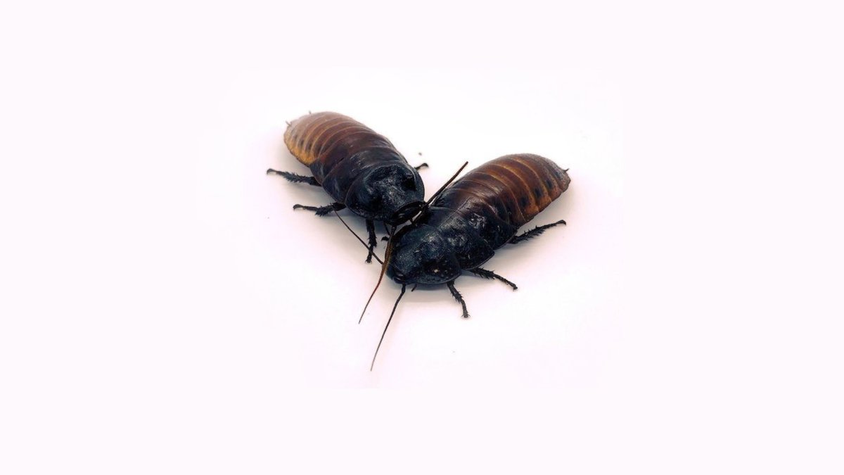 This critter is native to Madagascar, a small island off the east coast of Africa in the Indian Ocean. Let’s learn more about these fascinating critters.
Read more at our blog: bit.ly/JMDCHissingCoc…

#HowDoYouDiscover #JMDCmanyDiscoveries #MadagascarHissingCockroach