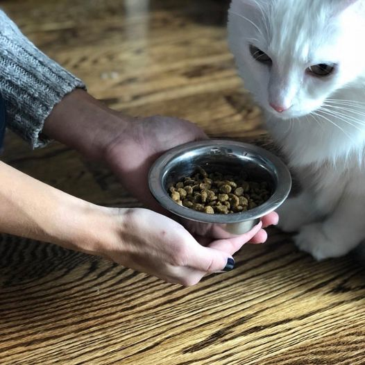 BayStatePet's tweet photo. When you see a few more kibble left in the bag and wonder why mom didn't add it to your bowl. #ChickenSoupPets #WhereHealthyBegins 📸: @meow_york_kitties (on Instagram) https://t.co/PZuR3xTOzE https://t.co/GYTOoXaFYJ