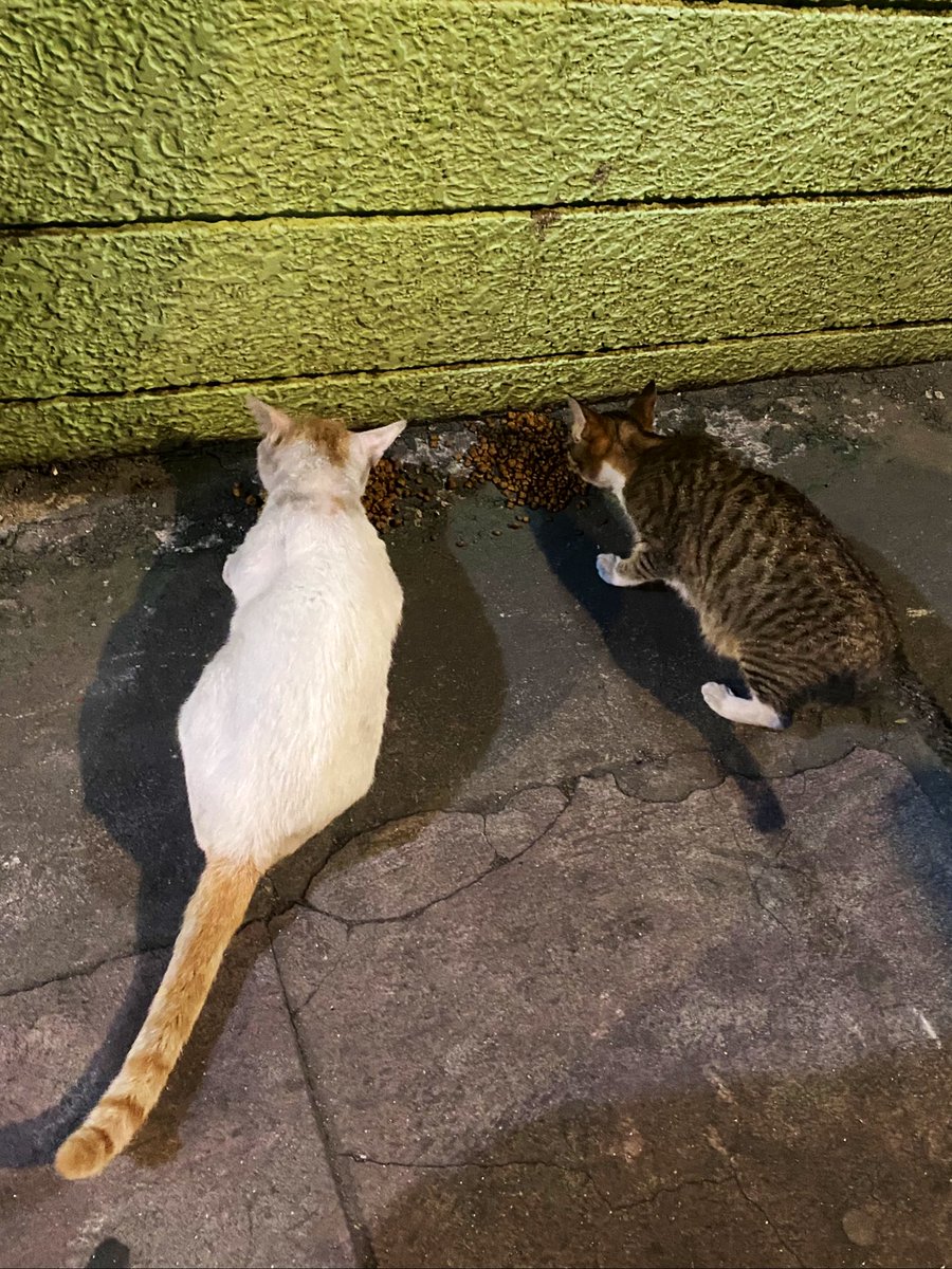 LindaLokie's tweet photo. some of our stray cat friends having dinner ❤️ #rescuecat #spayneutermission #feed #bekindtoanimals #SaveAnimals #dailyfeeding https://t.co/KcM5VsjQg0