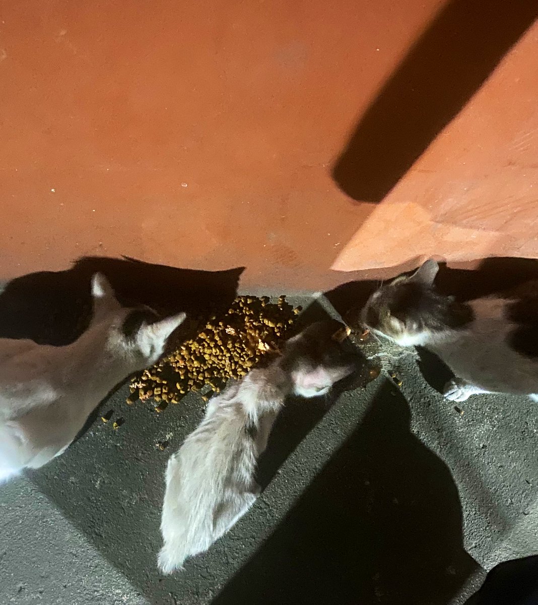 LindaLokie's tweet photo. some of our stray cat friends having dinner ❤️ #rescuecat #spayneutermission #feed #bekindtoanimals #SaveAnimals #dailyfeeding https://t.co/KcM5VsjQg0