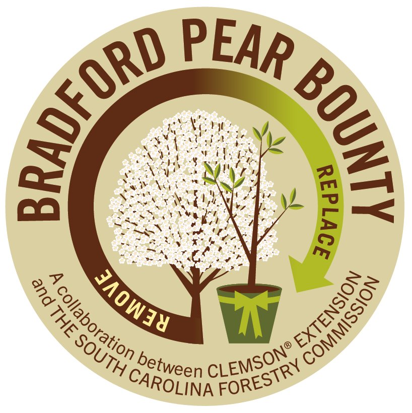 The Bradford Pear Bounty program is back, giving homeowners the option to remove Bradford pears from their property &amp; replace them with native trees for FREE. Events will be held in Sumter, Conway &amp; Clemson. More info: bit.ly/3oF3JoW #SCForestry #ForestHealth #SCFCUrban