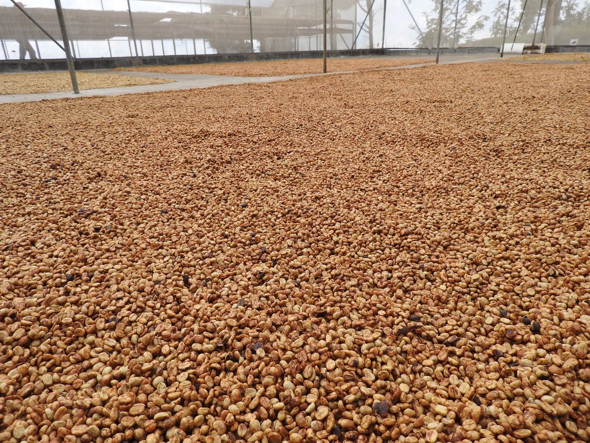 RedCedarCoffee's tweet photo. Have you tried any honey processed coffees? 

After the coffee cherry has been picked, producers can adjust processing equipment to remove a certain amount of fruit off the coffee bean. The fruit left on the coffee bean has a fragrance reminiscent of honey. https://t.co/isx6iGqXGR