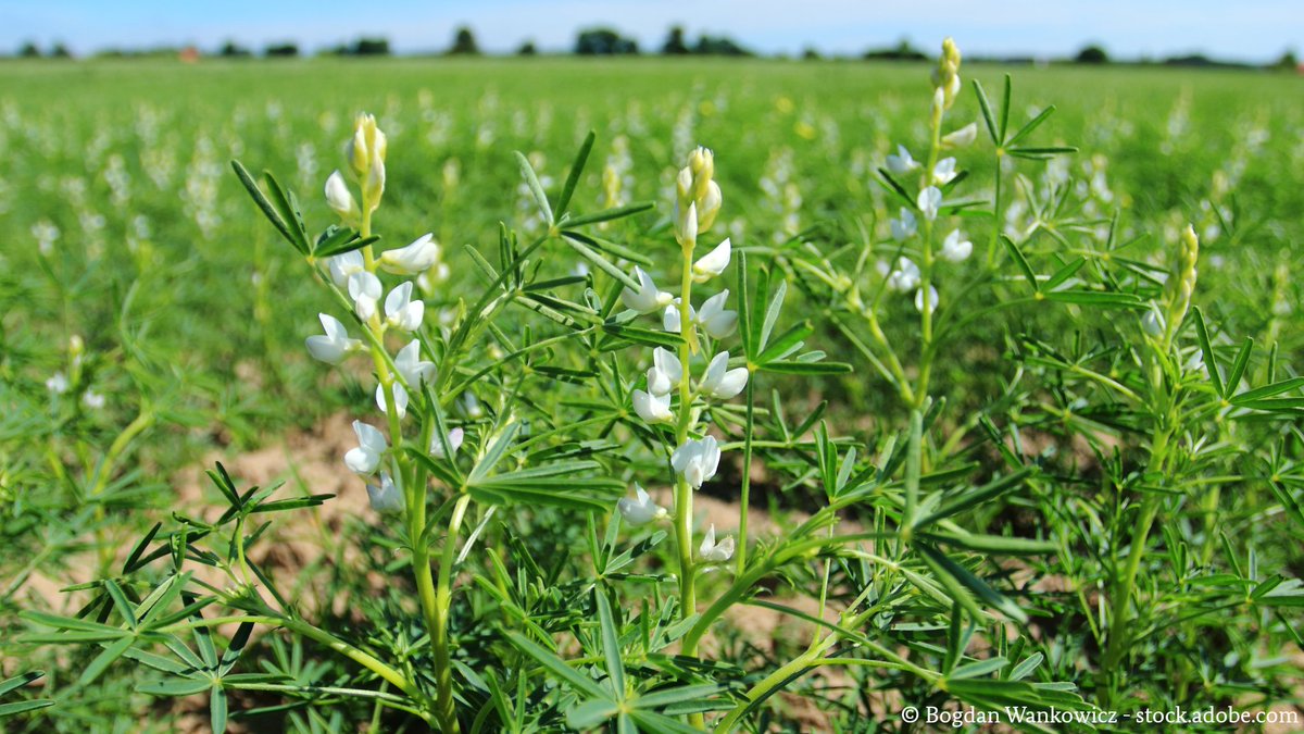 #Hülsenfrüchte sind wichtig für eine gesunde Ernährung und nachhaltige #Landwirtschaft.

Darum hat die neue Bundesregierung vereinbart, den Anbau weiter auszubauen. Dazu wird unsere sog. Eiweißpflanzenstrategie weiterentwickelt. 

Mehr ⇨ bmel.de/goto?id=10544

#WorldPulsesDay