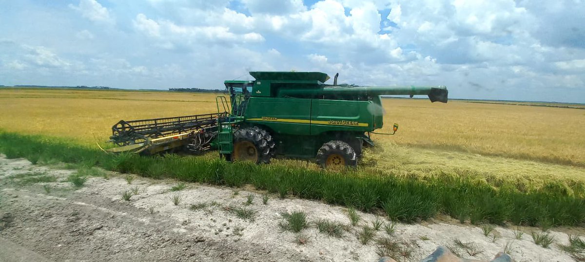 Cutting some rice for 🍲 #agmakefood #Farmers