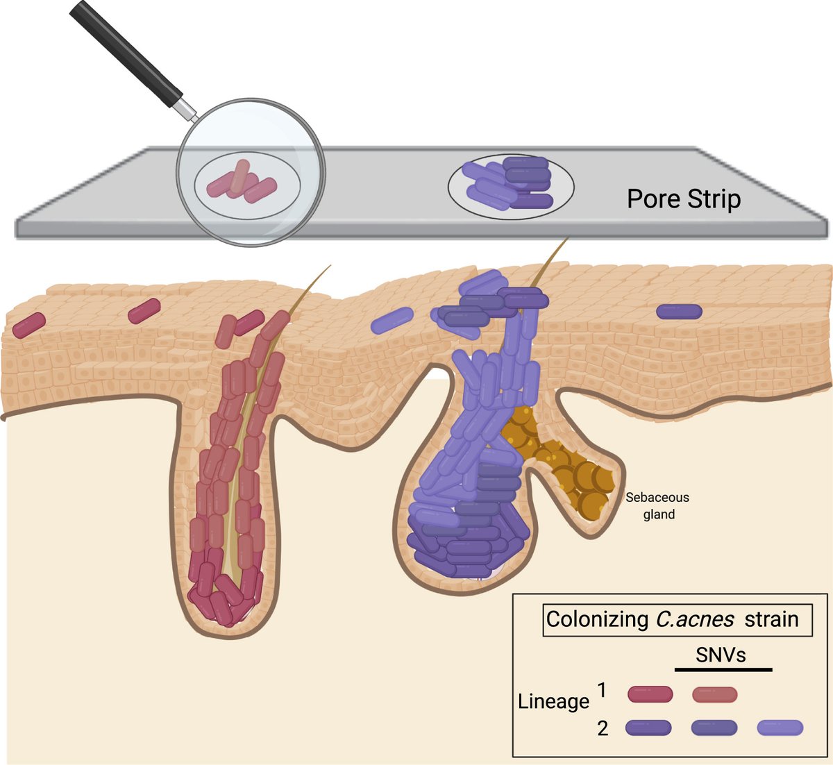 Cell Host & Microbe tweet media