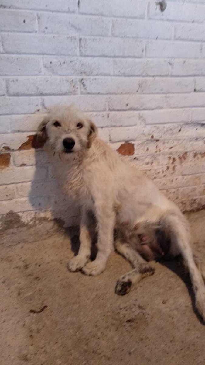 LUCHA! hoy te felicitamos por 3 años de adopción gracias a <a href="/Lalo_TF_/">Edu</a> que cambio tu vida Pat hacerte inmensamente feliz! Son orgullosamente #YoSoyAdoptaNaucalpan 
<a href="/FansDeMiyagi/">José Luis Guzmán M.</a> <a href="/UribeMerle/">Merle Uribe Oficial</a> <a href="/EmilioLarrosa/">Emilio Larrosa</a> <a href="/xavierkrux/">Javier Lycaon</a> <a href="/diana_dfc/">D I A N A 🐕 🐾 ❤️</a> <a href="/bebebin/">Por ellos</a> <a href="/lrvelasco/">Luis Ramón Velasco</a> <a href="/LIZCLAPES/">LIZ CLAPÉS</a> <a href="/blauemond/">Ћαγδε εїз (Hayde)</a>