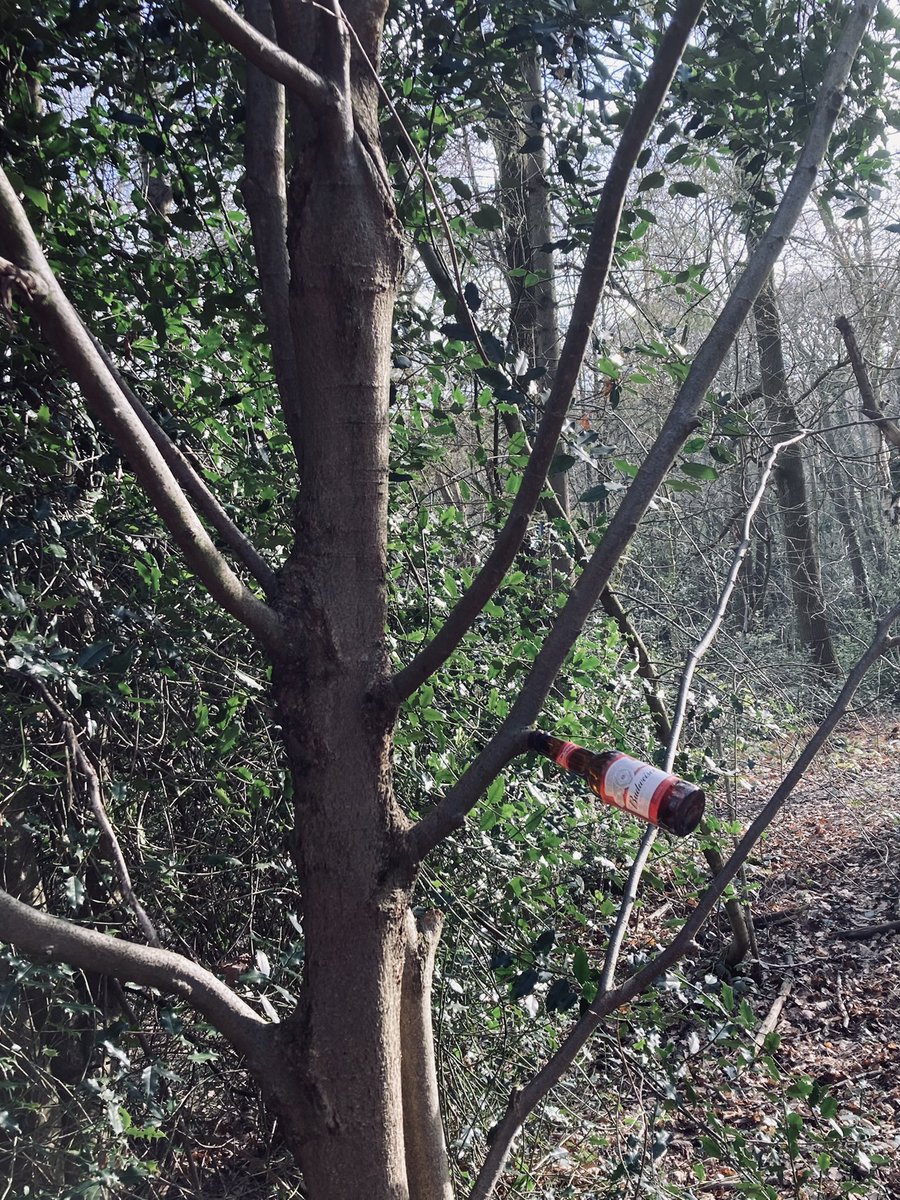 First buds of spring are beginning to appear                                                           #nature #spring #justforfun