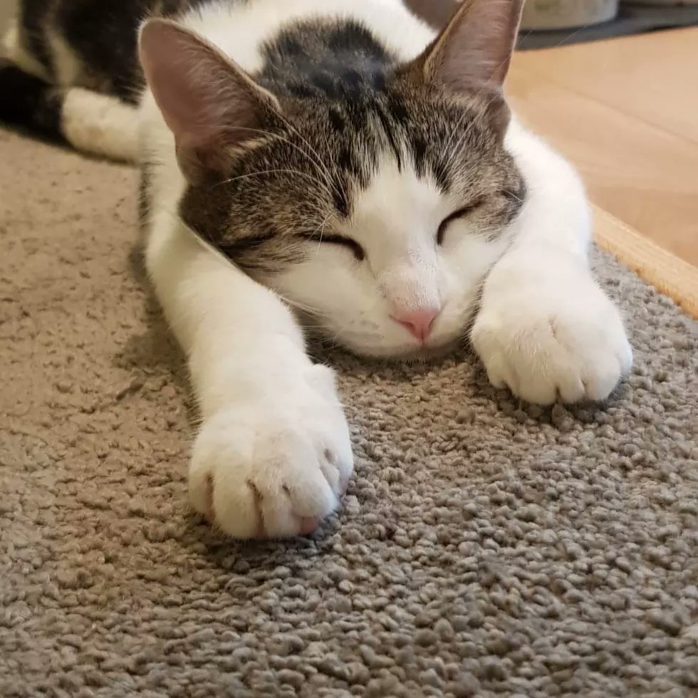 KatSmale's tweet photo. Our cat Lori is missing and we're💔. If you live in Teddington, Harrowdene Gardens or Shaef way
could you check  your garages, sheds, cars please.

He really is the most delightful little thing and I'm so sad, we just want him home with us, thanks all, Kat and nick x https://t.co/BODJ3r5BN5