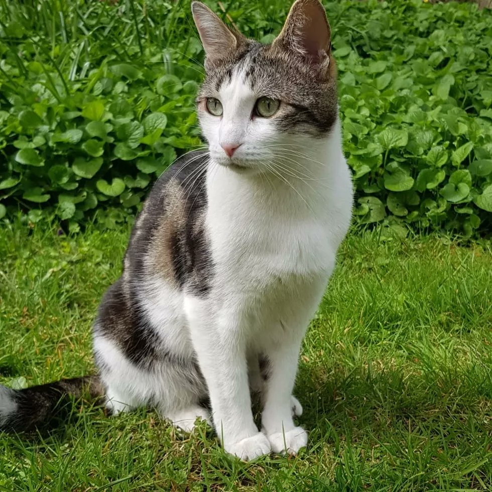 KatSmale's tweet photo. Our cat Lori is missing and we're💔. If you live in Teddington, Harrowdene Gardens or Shaef way
could you check  your garages, sheds, cars please.

He really is the most delightful little thing and I'm so sad, we just want him home with us, thanks all, Kat and nick x https://t.co/BODJ3r5BN5