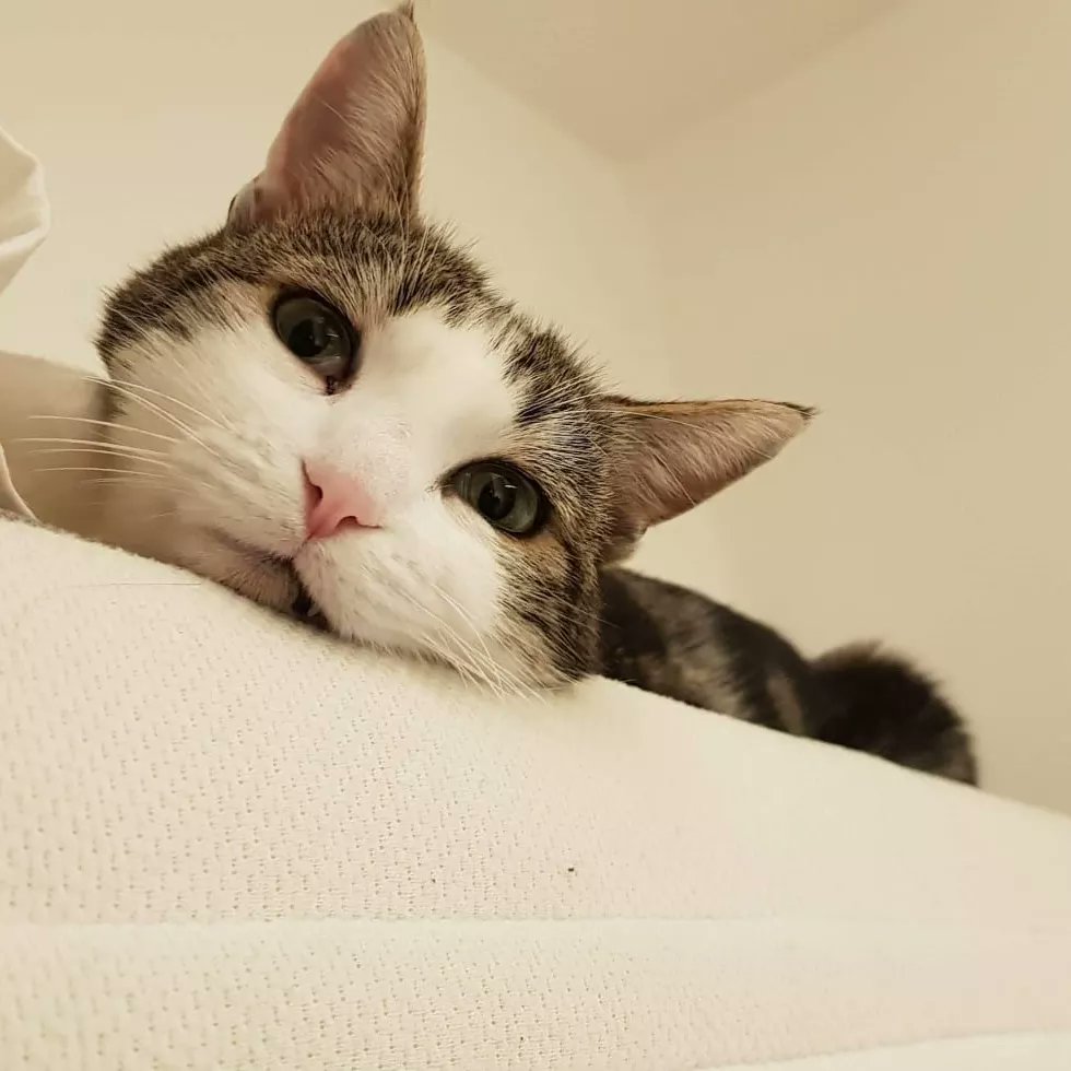 KatSmale's tweet photo. Our cat Lori is missing and we're💔. If you live in Teddington, Harrowdene Gardens or Shaef way
could you check  your garages, sheds, cars please.

He really is the most delightful little thing and I'm so sad, we just want him home with us, thanks all, Kat and nick x https://t.co/BODJ3r5BN5