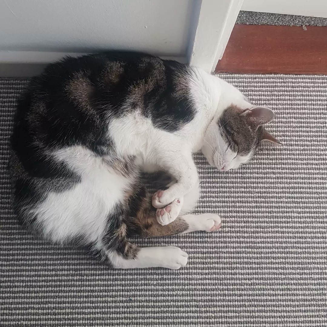 KatSmale's tweet photo. Our cat Lori is missing and we're💔. If you live in Teddington, Harrowdene Gardens or Shaef way
could you check  your garages, sheds, cars please.

He really is the most delightful little thing and I'm so sad, we just want him home with us, thanks all, Kat and nick x https://t.co/BODJ3r5BN5