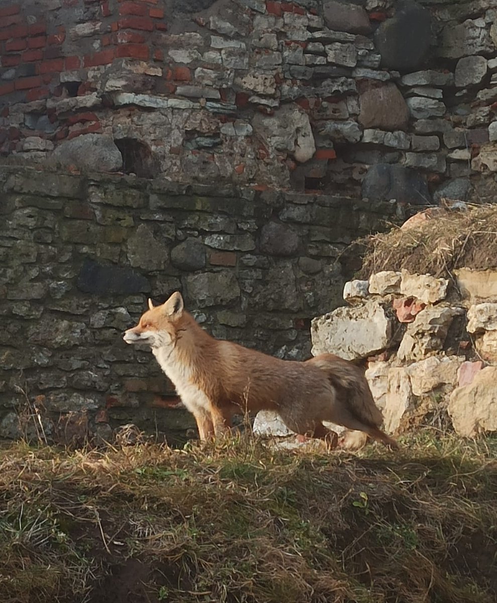 Darba dienās Bauskas pils muzejs var izstaigāt pavisam mierīgi, bez lielas cilvēku burzmas. To novērtē Bauskas pils lapsa, kas  laiski sauļojas Livonijas ordeņpils daļā - šādu skatu šodien vēroja muzeja darbinieki.