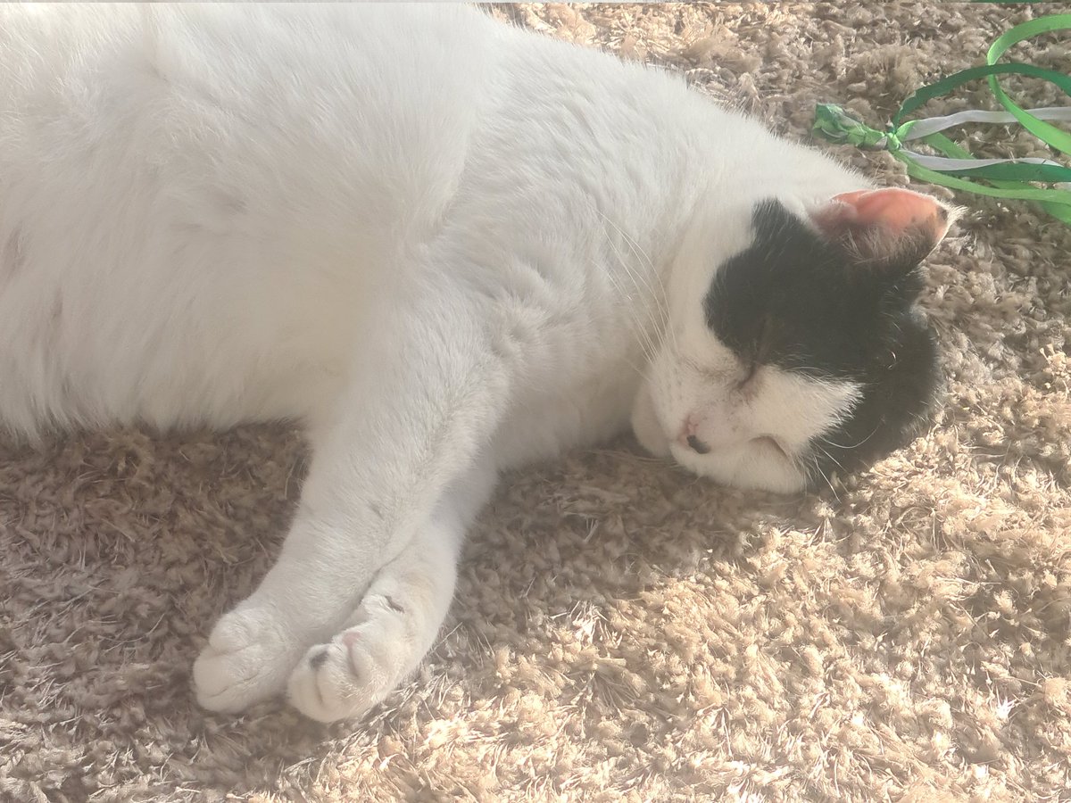 Joeybunny74's tweet photo. @gillersss @ThePusser This little beauty was put in a bag and thrown into a river.
Thankful to have her. #brookakasmushy
The other lady is diva, her owners decided to move house and lock her in the house alone. #mardycat
#KurtZoumaAnimalAbuser you deserve to lose your job. https://t.co/qzl1l3Y65y