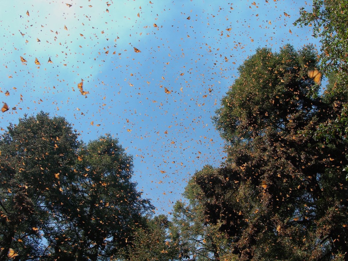 Meeratweets's tweet photo. “...the trauma of this time no longer belongs to me or any one of us. It never did, really..." I read this piece (twice). By one of my favorite humans/writers, the wondrous @nickolebrown. @Orion_Magazine #solostalgia @SewaneeLetters #monarchs #remembering https://t.co/7af7XaFqRa https://t.co/yiM0pr5K1B