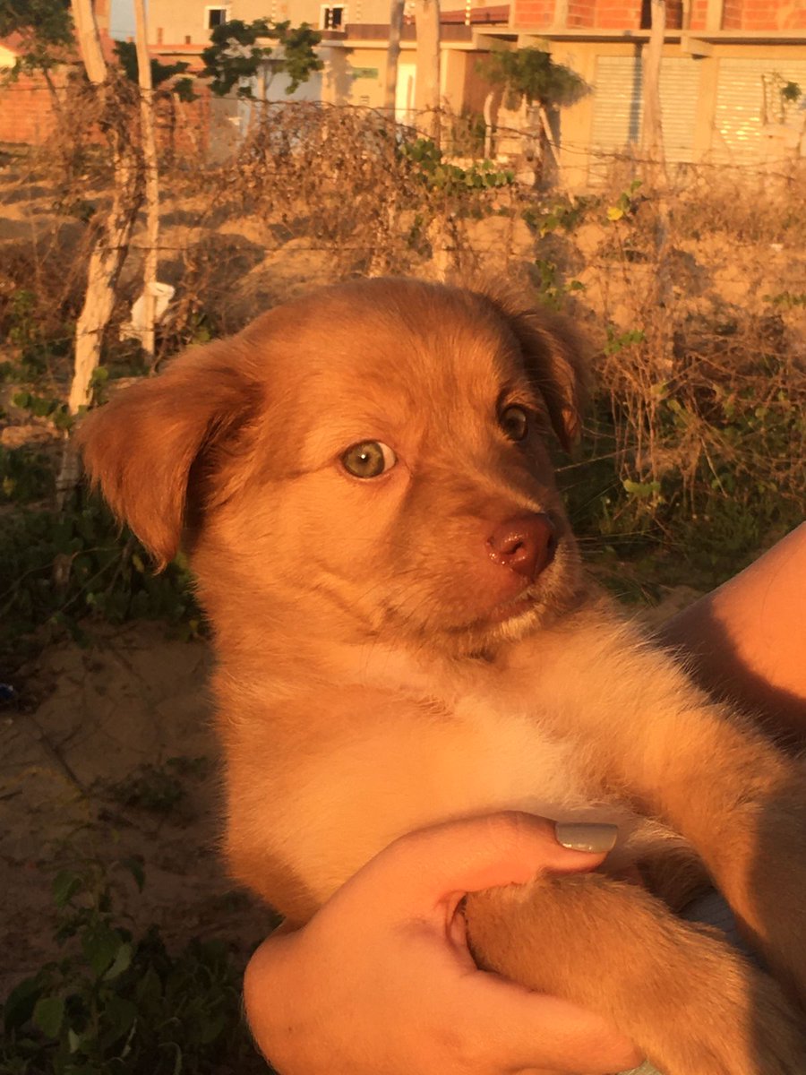 diegorj1000's tweet photo. @BichinhosFB 
🐶 https://t.co/HXXSKuBWe6